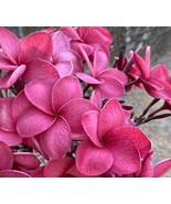 SRN 5 Plumeria Seeds Perennial Flowers Flower Frangipani Pink Purple Garden - $449.00 MXN