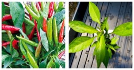 Pepper Thai Dragon starter plant Garden - £18.10 GBP