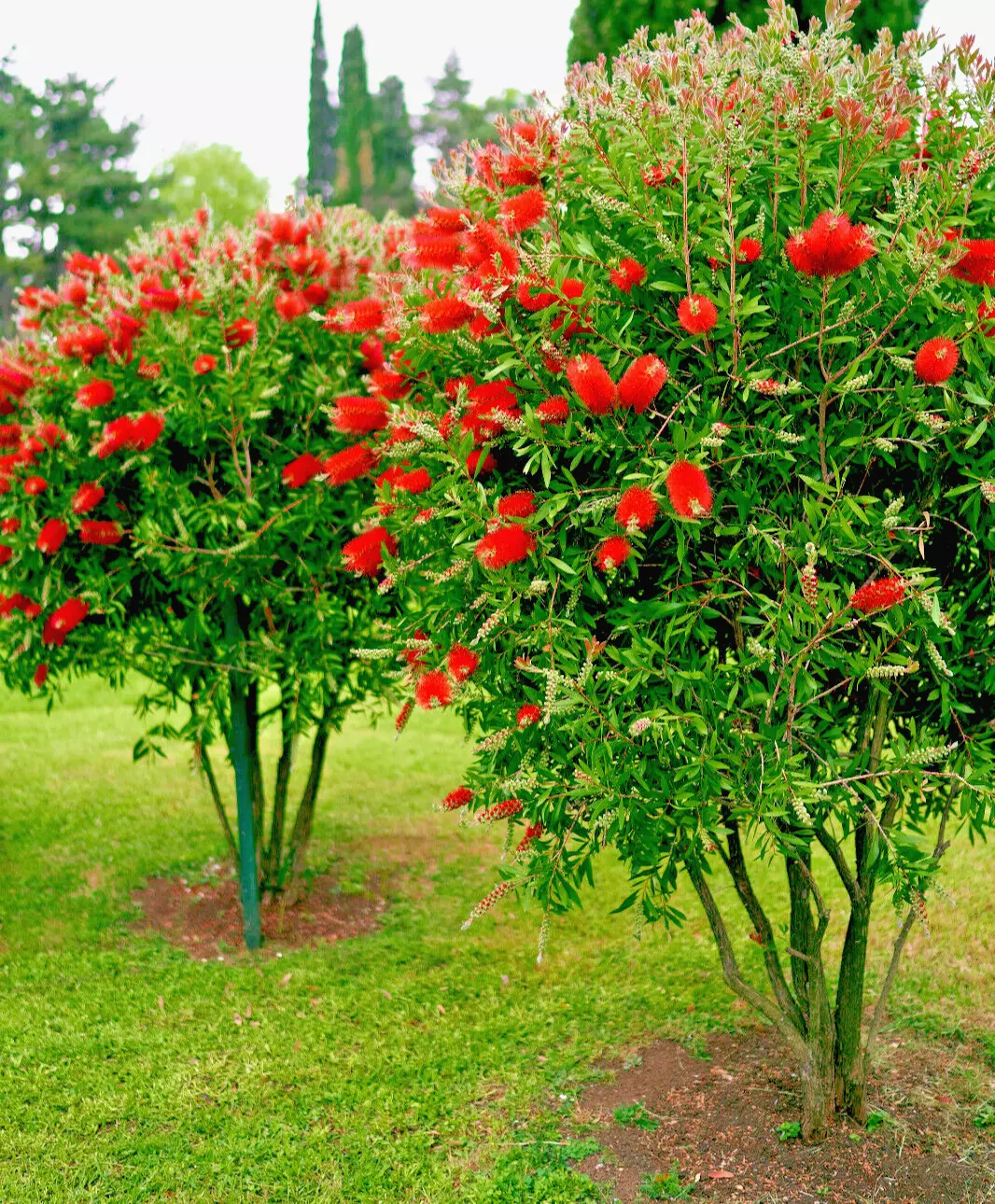 BStore 100 Crimson Bottle Brush Red Flowering Tree Callistemo Seeds Star... - $9.76