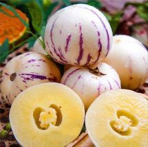 Pepino Melon seed Melon pear or sweet cucumber Exotic fruit 10 seeds.(#5... - $5.65