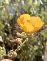 Indian Mallow Abutilon Palmeri 30 Seeds Fresh Garden - $19.99