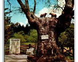 Luther Burbank Bear Tree Forest Wood Park California CA UNP Chrome Postc... - $3.91