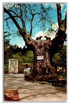 Luther Burbank Bear Tree Forest Wood Park California CA UNP Chrome Postcard O19 - £3.07 GBP