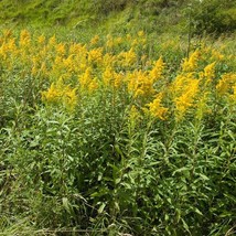 10 Goldenrod Plants Solidago Bare Root Wildflower Herb Transplant Native... - $432.78 MXN