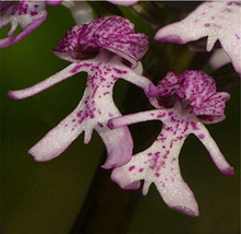 20 Seeds Bag Naked Man Orchid Beautiful - £4.59 GBP