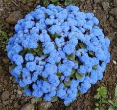 250 Dwarf Blue Bedder Ageratum Floss Flower Ageratum Houstonianum Flower Seeds - £7.46 GBP