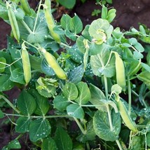 180 Little Marvel Garden Pea, Compact Semi-Dwarf Shelling, NON-GMO Vegetable See - $23.99