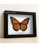 Real Danaus Plexippus Monarch Butterfly Framed Entomology Collectible Shadowbox - $58.99