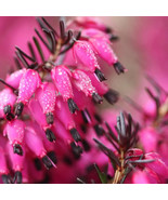 25 Bright Pink Bleeding Heart Seeds Dicentra Spectabilis Shade Flower Ga... - $16.31 CAD