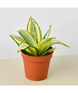 25 Seeds Snake Plant Gold Hahnii Fast US Shipping - $13.37 CAD