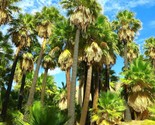 Giant California Palm Tree Seeds Washingtonia Plant Seed Fast Shipping - £4.65 GBP