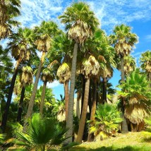 Giant California Palm Tree Seeds Washingtonia Plant Seed Fast Shipping - £4.81 GBP