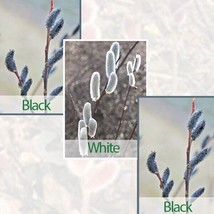 15 Seeds Pussy Willow Collection 2 Black 1 White Flowers Fast US Shipping - £7.54 GBP