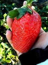 Strawberry Giant - £2.02 GBP
