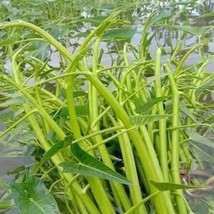 Water Spinach Seeds Puk Bung Kaew US Fast Shipping - $164.21 MXN