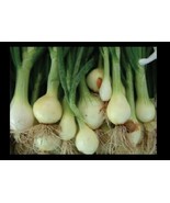 MX Nebuka Evergreen Bunching Onion Select 25 Seeds Japanese White Bulk B... - $10.09