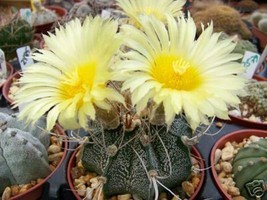 Astrophytum crassispinoides rare cactus seed 10 SEEDS - £7.18 GBP