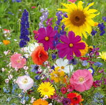 LimaJa Wild Flower Seeds Mix / 1000 Seeds / Sunflower / Cosmos / Larkspur / Popp - £7.17 GBP