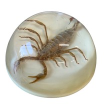 Vintage Real Scorpion Taxidermy Paperweight 4” Velvet Bottom Lucite Bubble - $16.39