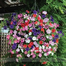 Heirloom Mixed Colorful Hanging Petunia Flower Seeds Professional Pack 200 Seeds - £5.61 GBP