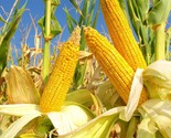 Reid&#39;s Yellow Dent Field Corn Seed  Size: 20-100 - $2.25+