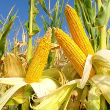 Reid&#39;s Yellow Dent Field Corn Seed  Size: 20-100 - £1.77 GBP+