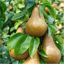 Bosc Pear Seeds Pyrus Pyrifolia Native Fruit Tree Edible - £4.34 GBP+