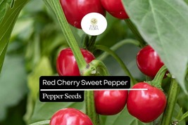 25 Sweet Red Cherry Pepper Seeds – Heirloom, Non-GMO, Mild &amp; Flavorful, ... - $5.71