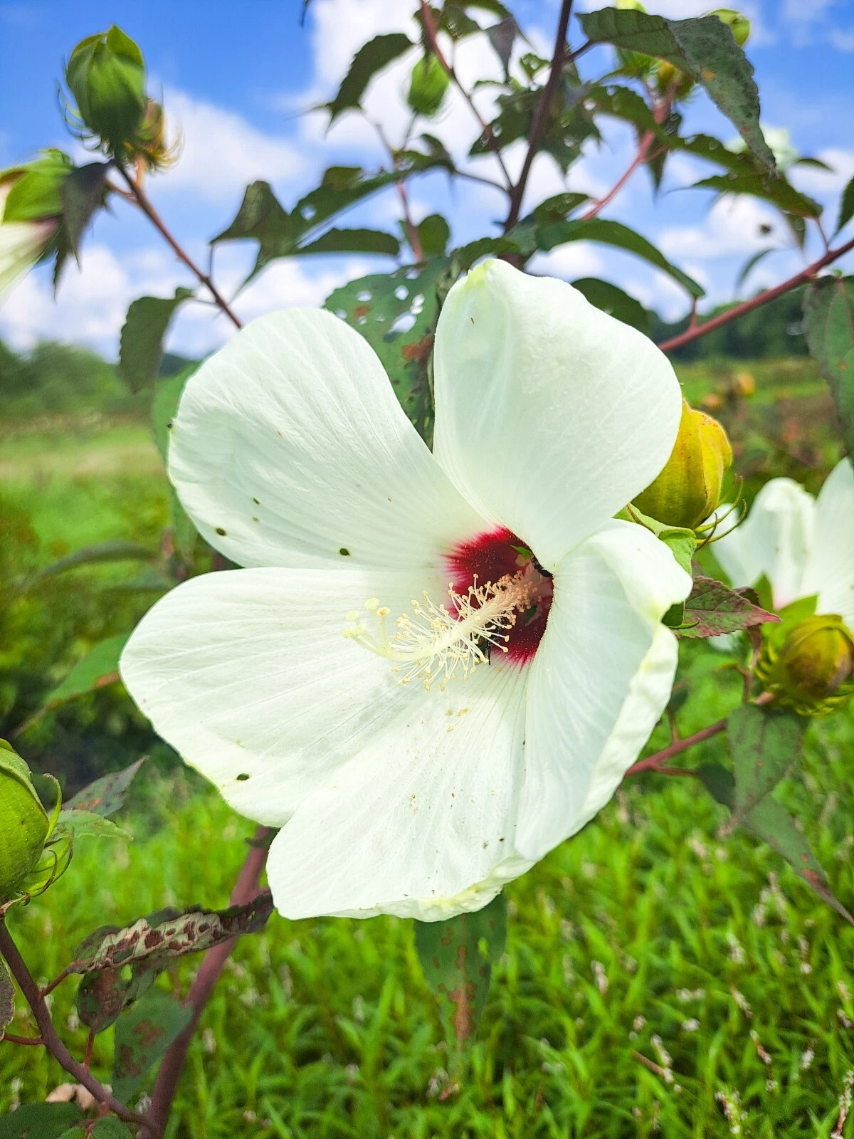 25 WHITE HIBISCUS (Crimson Eye) SEEDS | Perennial Pollinator Flower - $3.23