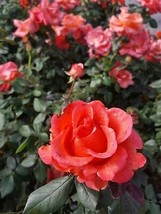 Ring of Fire 2 Gal. Live Bush Plant Hybrid Tea Rose Plants Fine Roses Landscape - $58.15