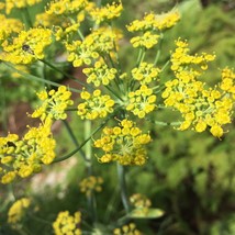 Fennel Seeds Herb Seeds Open Pollinated Vegetable Gardening USA Shipping - £7.67 GBP