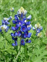 GIB Lupinus texensis | Texas Bluebonnet or Lupine | 20 Seeds - £14.38 GBP