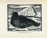 Wood Engraving The Grey Seal Life Story of Beasts Eric Fitch Daglish 1931 - $11.88