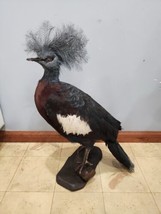 Victoria Crowned pigeon Bird Taxidermy Mount - $1,200.00