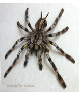 Indian Ornamental Spider Poecilotheria Regalis Bird Eating Tarantula Sha... - $256.72 CAD