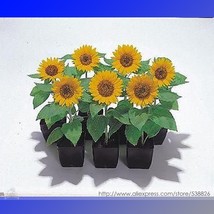 SL Sunny Smile F1 Sunflower Seeds, Professional Pack, 15 Seeds / Pack, Beautiful - $2.14