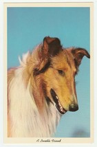Vintage Postcard Collie Dog A Lovable Friend 1960&#39;s Unused White Border - £5.40 GBP