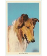 Vintage Postcard Collie Dog A Lovable Friend 1960&#39;s Unused White Border - £5.46 GBP