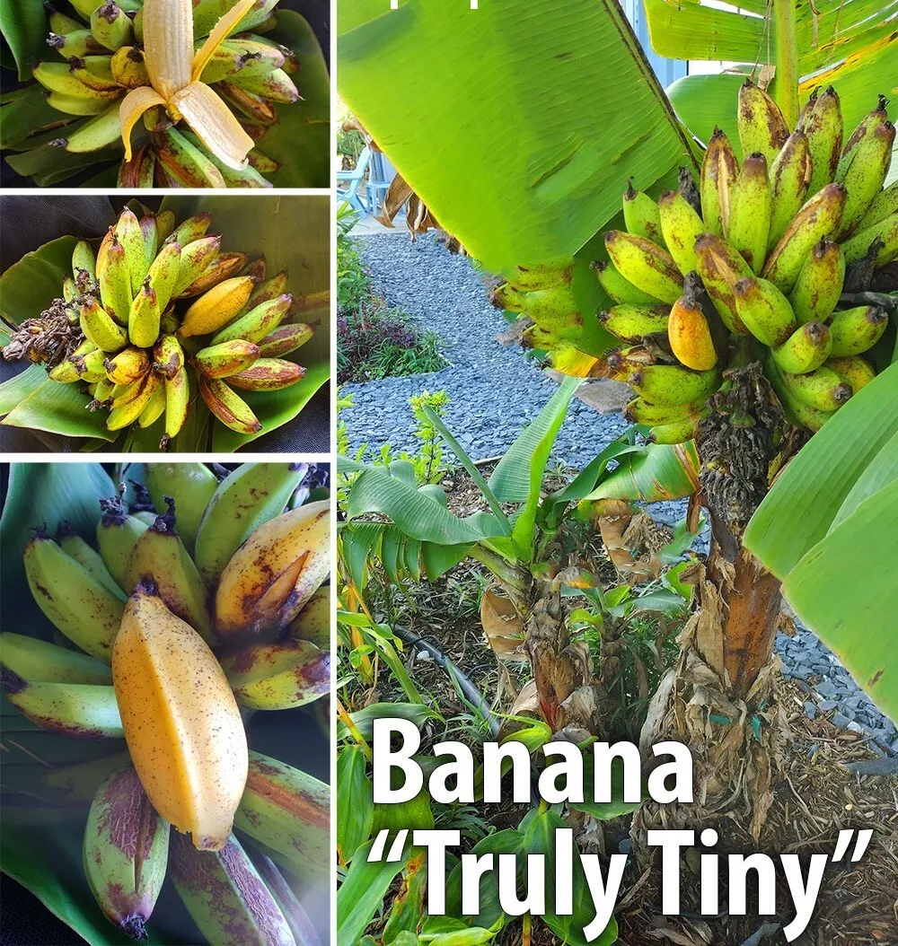 1 Live Starter Plant TRULY TINY Musa Banana Fruit for Garden  - £34.96 GBP