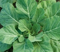 SR12Store Champion Collard Greens Seeds 300 Healthy Garden Southern Cooking US P - £6.44 GBP