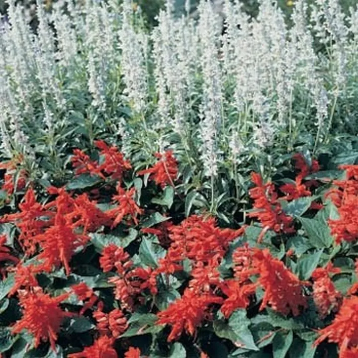 BStore Salvia Farinacea White Victory 50 Seeds - £7.70 GBP