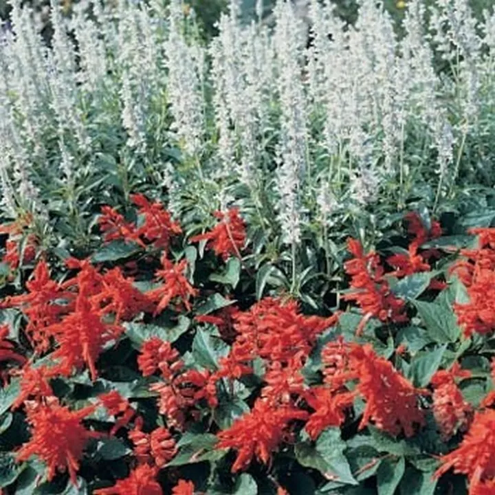 BStore Salvia Farinacea White Victory 50 Seeds - $9.83