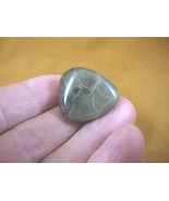 (F830-12) 1-1/4&quot; polished Petoskey stone fossil coral specimen MI state ... - $282.49 MXN