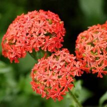 100 seeds, LYCHNIS, Lychnis Chalcedonica, Maltese Cross, Rose Campion, p... - $5.00
