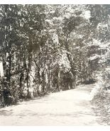 Poland Spring Trees Landscape Maine 1924 Gravure Print Antique New Engla... - €29,60 EUR