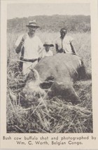 1937 Magazine Photo Hunter Poses with Bush Cow Buffalo in Belgian Congo - $7.23