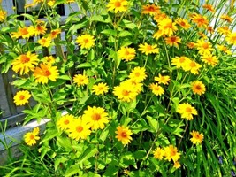 300 Ox Eye Sunflower Seeds Native Wildflower Summer Flower Garden Heat Cold Easy - £12.12 GBP