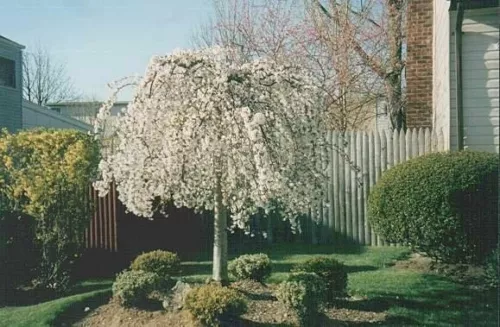 Weeping Cherry Tree  Prunus X Yeodensis Shidare Yoshino - $34.52