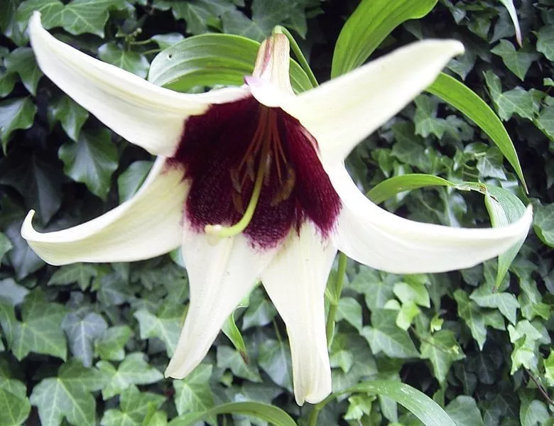 5 NEPAL LILY Green &amp; Maroon Lilium Nepalense Fragrant Flower Seeds *Comb... - $14.56