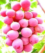 100 Seeds Giant Red Globe Grape Vine Fruit Seeds Garden - £11.05 GBP